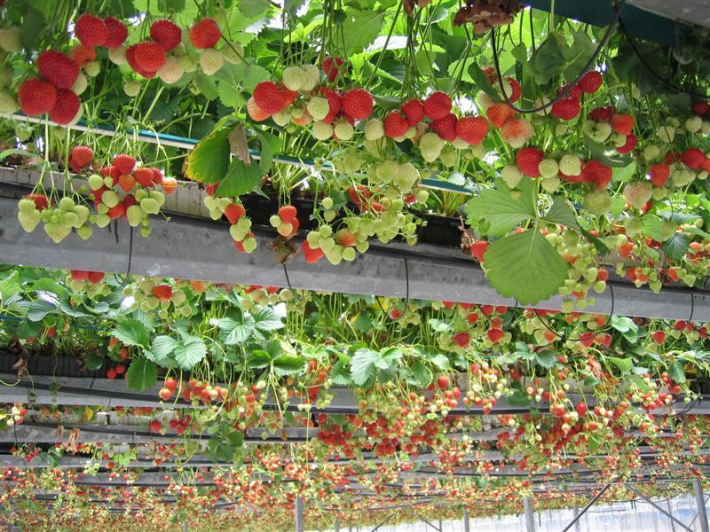 Leon Vissers Vissers aardbeiplanten BV America (31).JPG